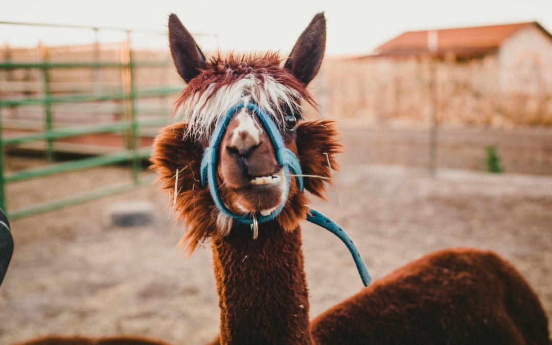 Llama Park || Working Mums and Dads