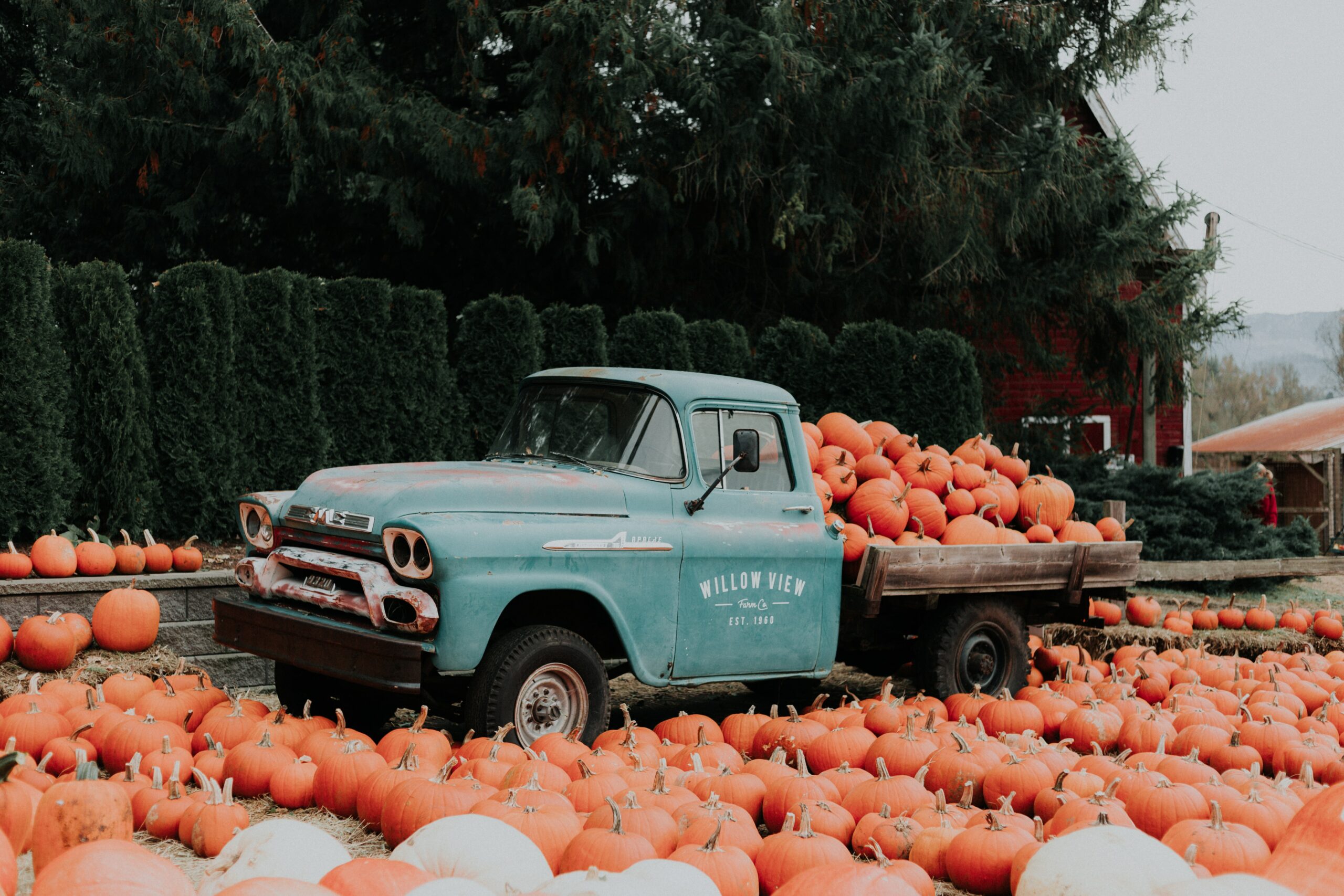Pumpkin picking Worthing